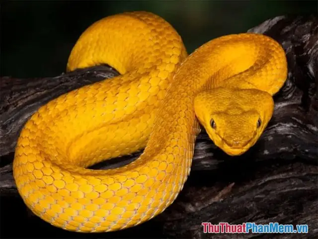 Ý Nghĩa Giấc Mơ Bị Rắn Cắn