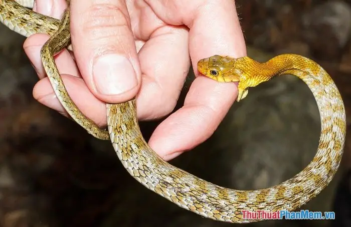 Ý Nghĩa Giấc Mơ Bị Rắn Cắn