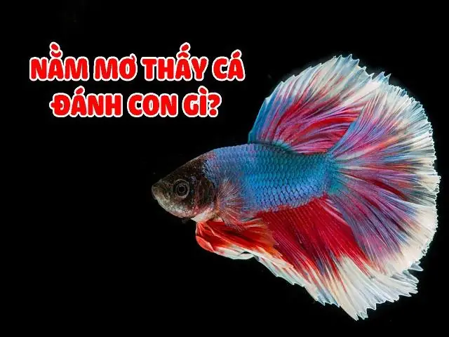 Những Con Số Cụ Thể Tương Ứng Với Giấc Mơ Thấy Cá
