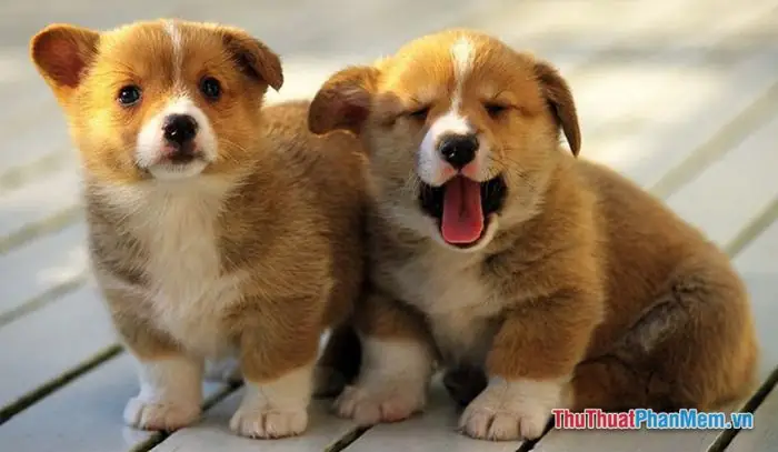 Ý Nghĩa Giấc Mơ Thấy Chó