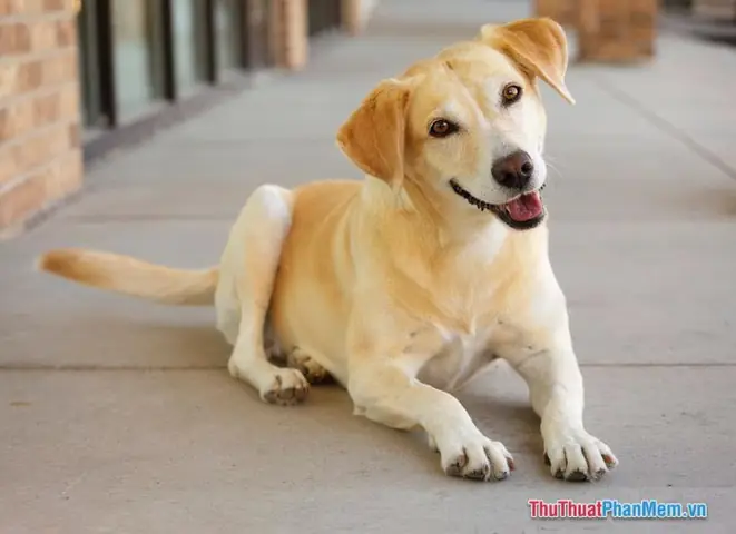 Ý Nghĩa Giấc Mơ Thấy Chó