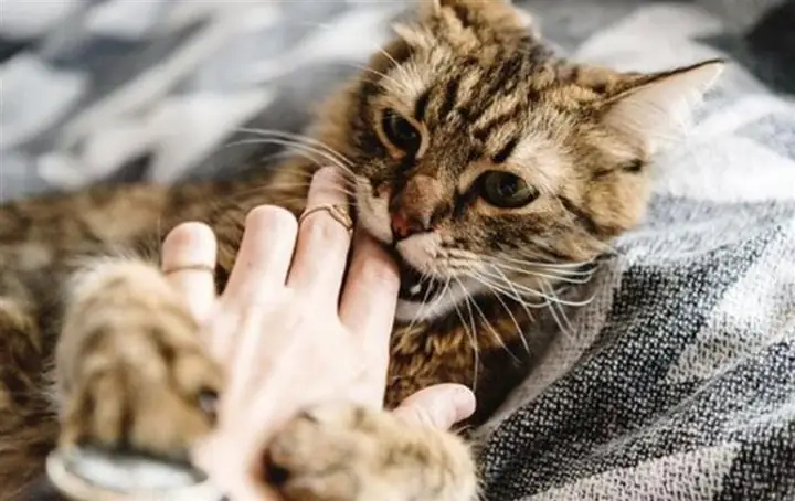 Mơ Thấy Mèo Hoạt Động