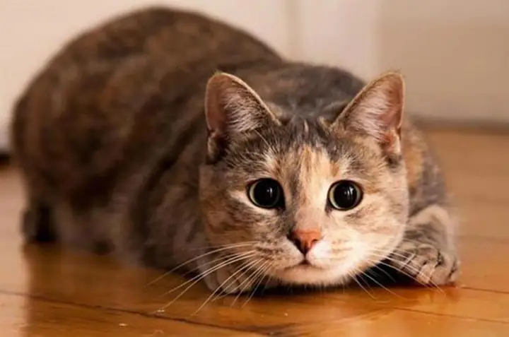 Mơ Thấy Mèo Hoạt Động