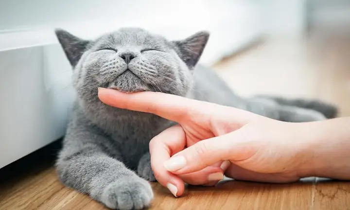 Giải Mã Tất Cả Giấc Mơ Thấy Mèo Là Điềm Gì