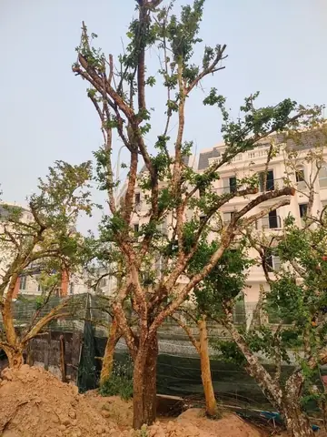 Bí Quyết Chăm Sóc Cây Mơ Cổ Thụ 100 Năm Tuổi Giúp Thăng Hoa ... Bí Quyết Chăm Sóc Cây Mơ Cổ Thụ 100 Năm Tuổi Giúp Thăng Hoa ...