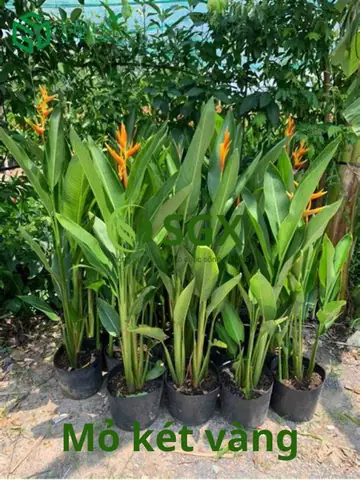 Cây Mỏ Két Vàng| Đặc Điểm, Ý Nghĩa Phòng Thủy, Cách Chăm Sóc Cây Mỏ Két Vàng| Đặc Điểm, Ý Nghĩa Phòng Thủy, Cách Chăm Sóc