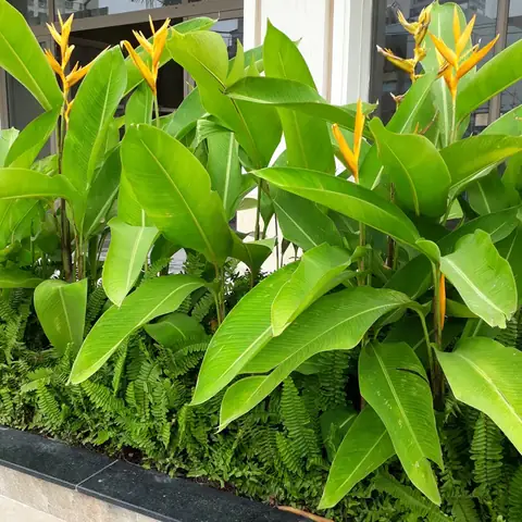 Cây Chuối Mỏ Két – Đặc Điểm, Ý Nghĩa Phong Thủy, Cách Trồng Và ...