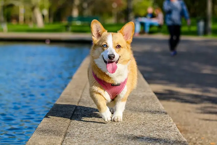 Mơ Chó Tấn Công Bạn
