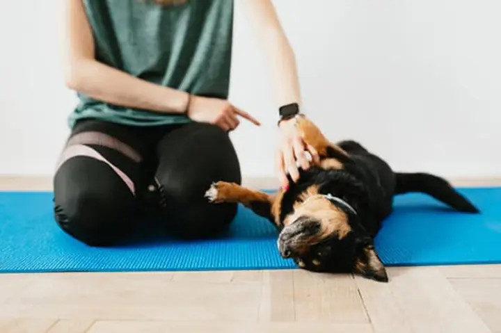 Nằm Mơ Thấy Một Bầy Chó Đen