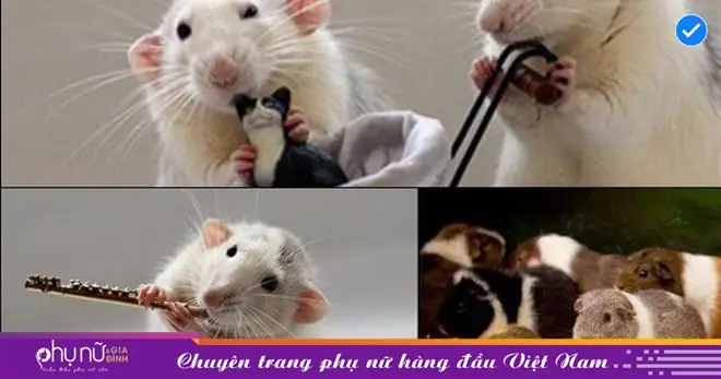 Nằm Mơ Thấy Bị Chuột Cắn Tốt Hay Xấu? | Phụ Nữ & Gia Đình