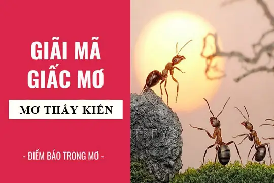 Giải Mã Giấc Mơ: Nằm Mơ Thấy Kiến Điềm Báo Gì, Lành Hay Dữ? Con ...
