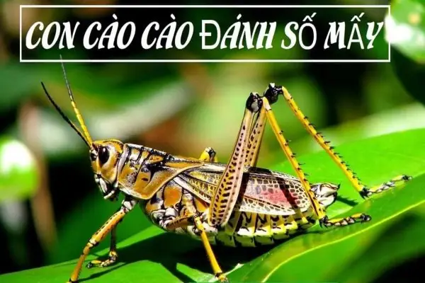 Có Bao Nhiêu Con Cào Cào Trong Giấc Mơ, Bạn Đánh Con Gì Để Làm Giàu?