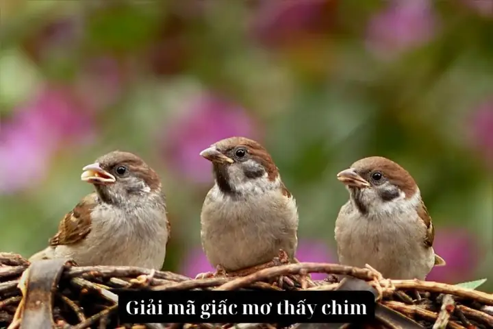 Nằm Mơ Thấy Chim Là Điềm Báo Gì? Lành Hay Dữ?