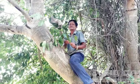 Săn Kiến Vàng Ở Đại Ngàn Tây Nguyên