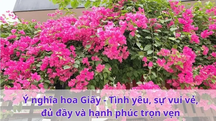 Ý Nghĩa Hoa Giấy - Tình Yêu, Sự Vui Vẻ, Đủ Đầy Và Hạnh Phúc
