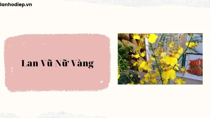 Lan Vũ Nữ Vàng - Shop Hoa Lan Hồ Điệp