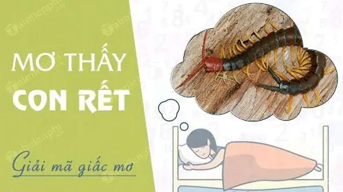 Nằm Mơ Thấy Rết, Rết Bò Vào Nhà Đánh Số Máy? Điềm Báo