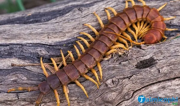Nằm Mơ Thấy Rết Mang Tới Điềm Báo Gì?