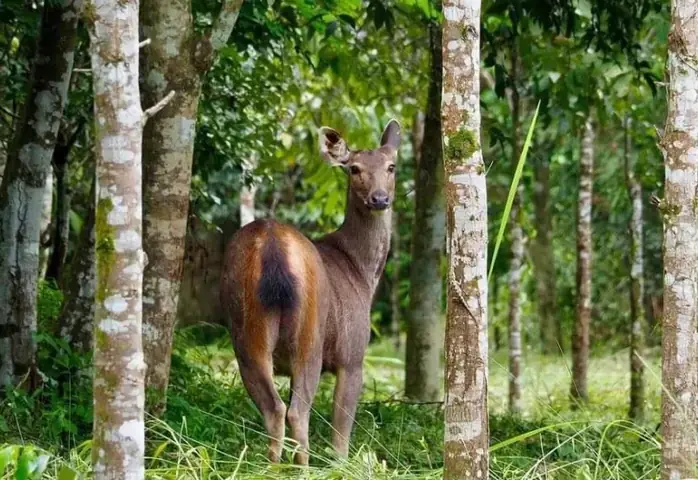 Vắt Cắn, Lời Nhắn Của Rừng: Nơi Này Là Đất Sổ Đỏ Của Chúng Tôi (bài 1)