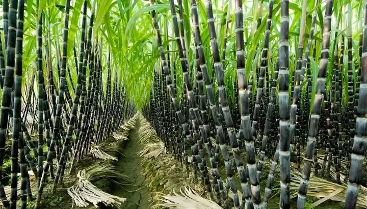 Mơ Thấy Cây Mía Đánh Con Gì? Nằm Mơ Gặp Cây Mía Chung Chung