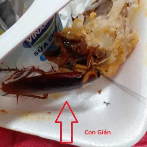 Nằm Mơ Thấy Con Gián Đánh Con Gì? Dịch Vụ Diệt Gián Tại Nhà Anh ...
