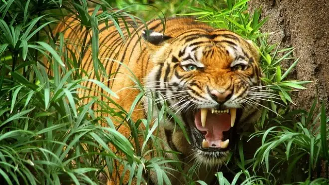 Nằm Mơ Thấy Con Hổ Thì Đánh Số Mấy Cho Chắc Ăn