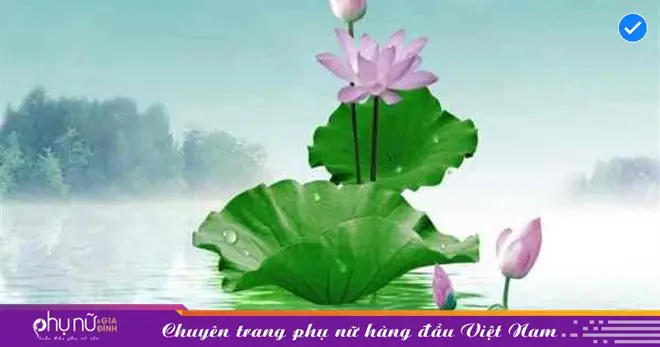 Nằm Mơ Thấy Hoa Sen Có Ý Nghĩa Gì? | Phụ Nữ & Gia Đình