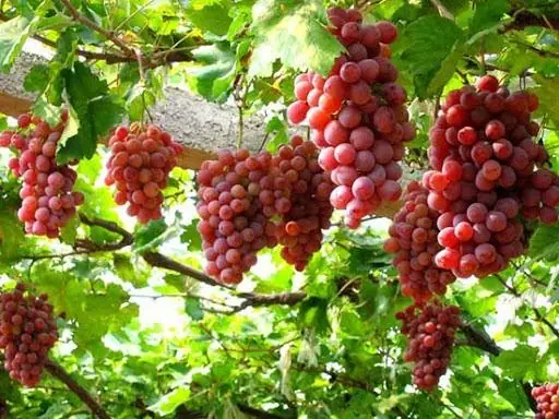 Giấc Mơ Hái Quả Trên Cây: Sự Huyền Bí Của Những Dấu Hiệu Trong ...