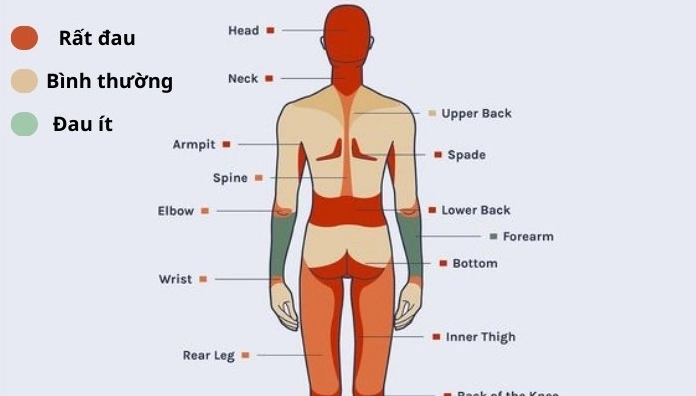 Xăm Có Đau Không? Sự Thật Về Cảm Giác Đau Khi Xăm Hình 2026 Đánh giá mức độ đau khi xăm hình mini