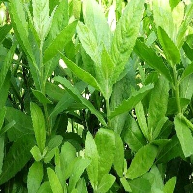 Công Dụng Cây Thạch Anh: Bí Mật Sức Khỏe & Phong Thủy 2026 Cây thạch anh với vẻ đẹp tự nhiên