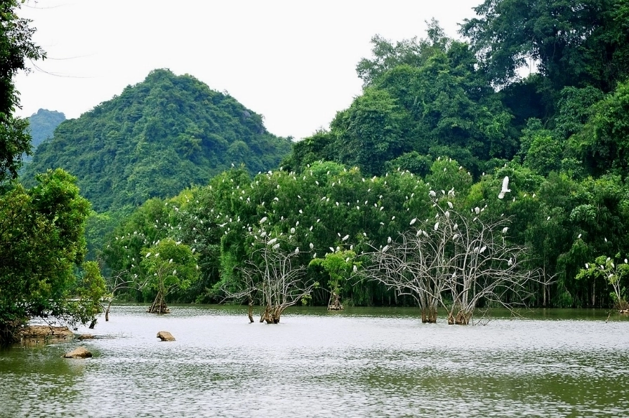 Du lịch Ninh Bình - vườn chim Thung Nham