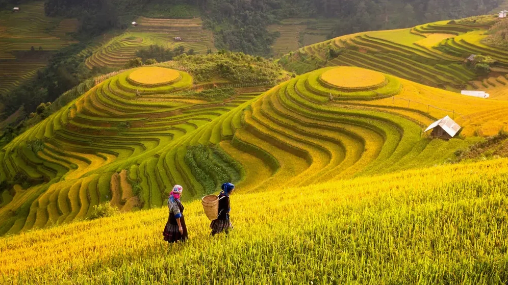 Khám phá Phong cảnh Thiên nhiên Việt Nam: Vẻ đẹp lay động lòng người