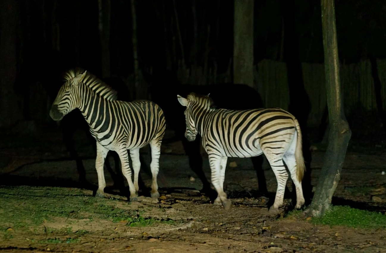 Ngắm thú về đêm tại Safari Phú Quốc