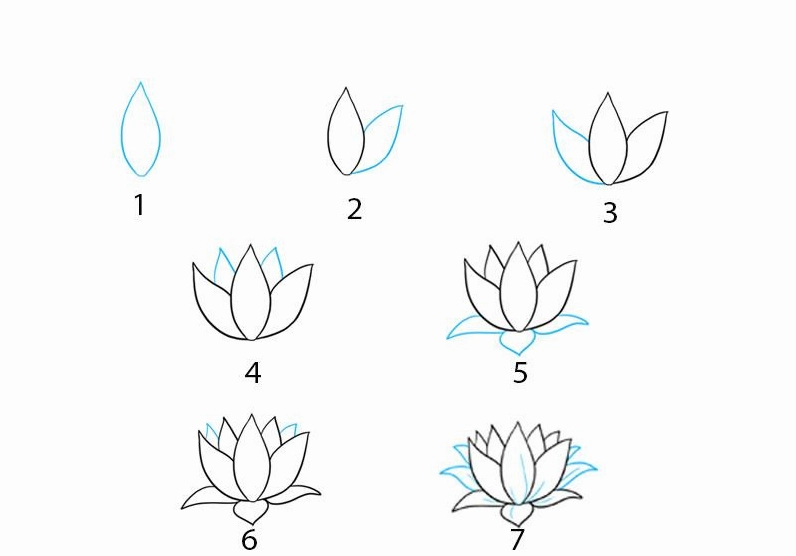 Phác thảo cánh hoa sen đầu tiên