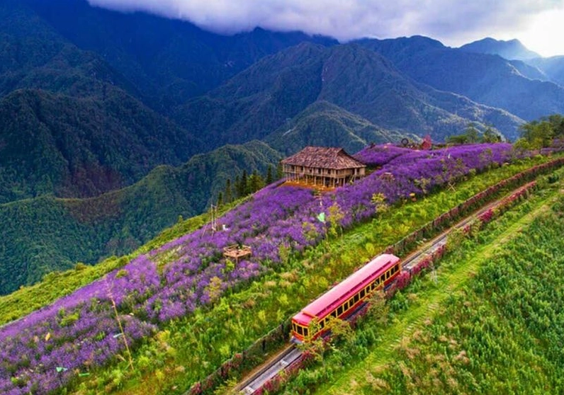 Khám Phá Các Điểm Tham Quan Ở Sapa 2026: Trải Nghiệm Tuyệt Vời Nhất! Thung lũng Mường Hoa Sapa nhìn từ trên cao với ruộng bậc thang xanh mướt